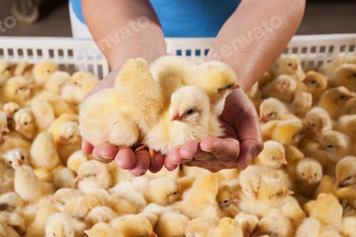 Preview: chick
