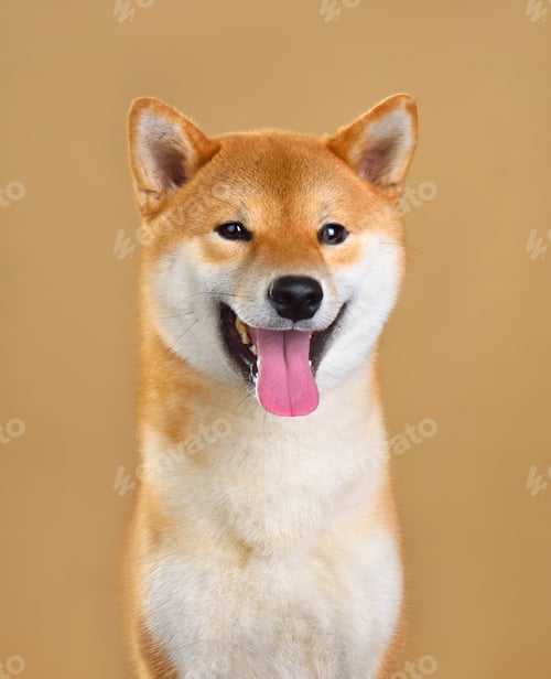 Preview: Cute Shiba Inu dog