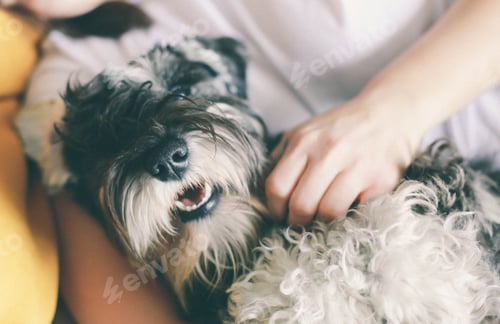Preview: her dog
