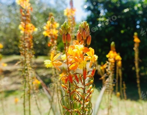 Preview: a bunch of flowers that are growing in the field together
