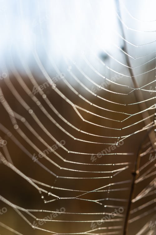 Preview: Background of the threads of a spider web with dew drops. Web macro