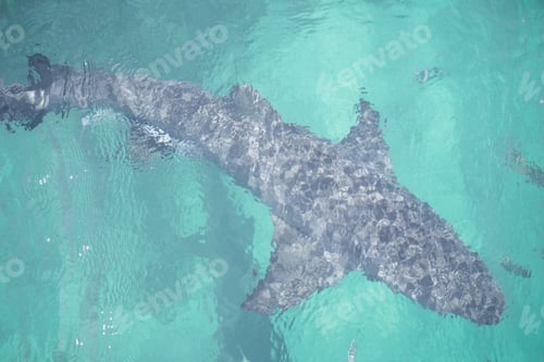 Preview: Shark in the water