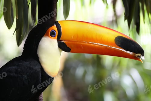 Preview: The toco toucan (Ramphastos toco) close up view