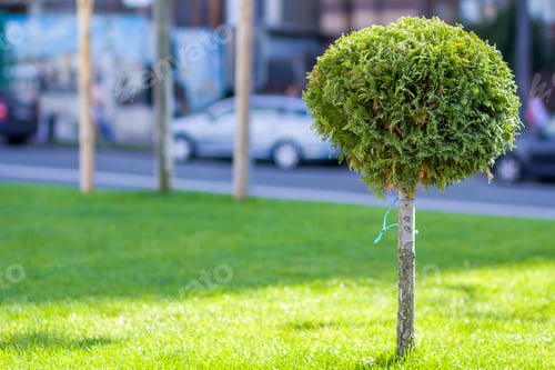 Preview: Green lawn with bright grass in a city park with decorative trees