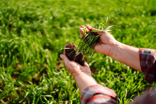 Preview: Young Green wheat seedlings in the hands of a farmer. Checking wheat field progress.