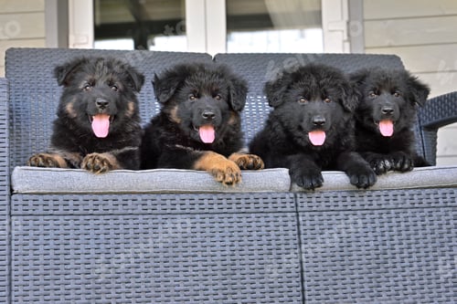 Preview: Cute black German shepherd puppies