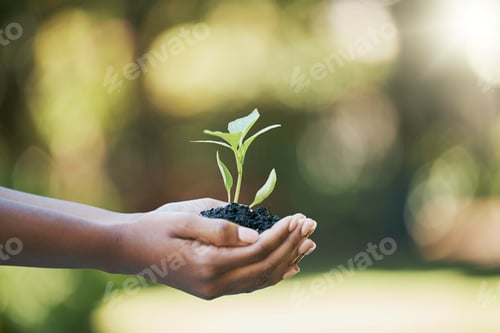 Preview: Plants growth, hands and sustainability, eco friendly or earth day gardening in nature, agriculture