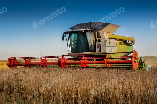 Preview: harvesting with a combine harvester in a grain field end of summer
