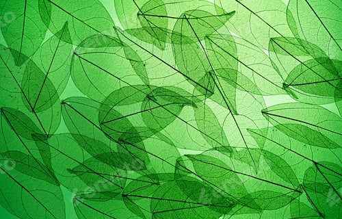 Preview: Skeletonized leaves in the light. Leaf silhouette. Deciduous background. Nature. Dried background