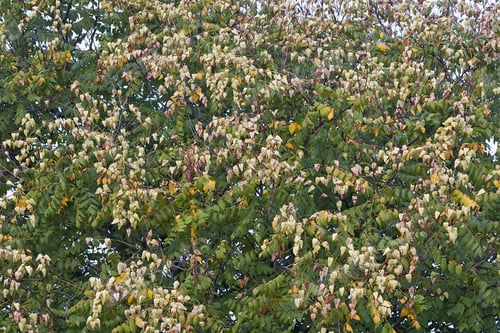 Preview: Goldenrain Tree (Koelreuteria Paniculata). Called Pride Of India, China Tree And Varnish Tree Also