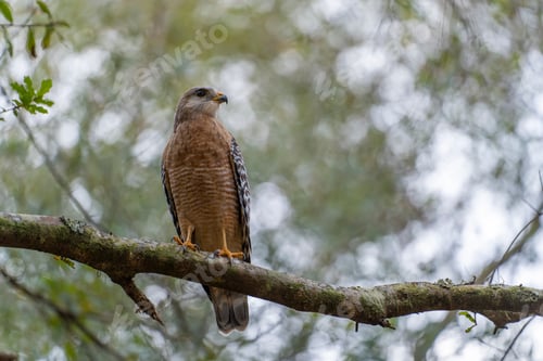 Preview: The red-shouldered hawk bird perching on a tree branch looking for prey to hunt in summer forest