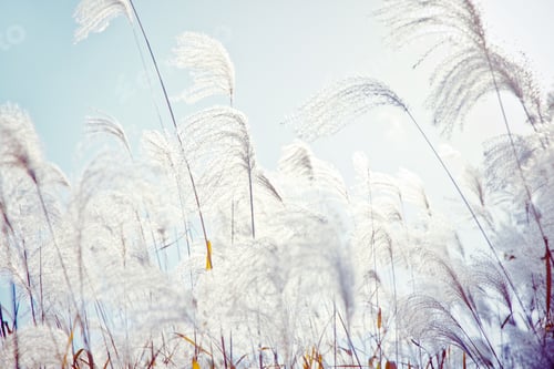 Preview: Field Grass Blowing in the Wind background