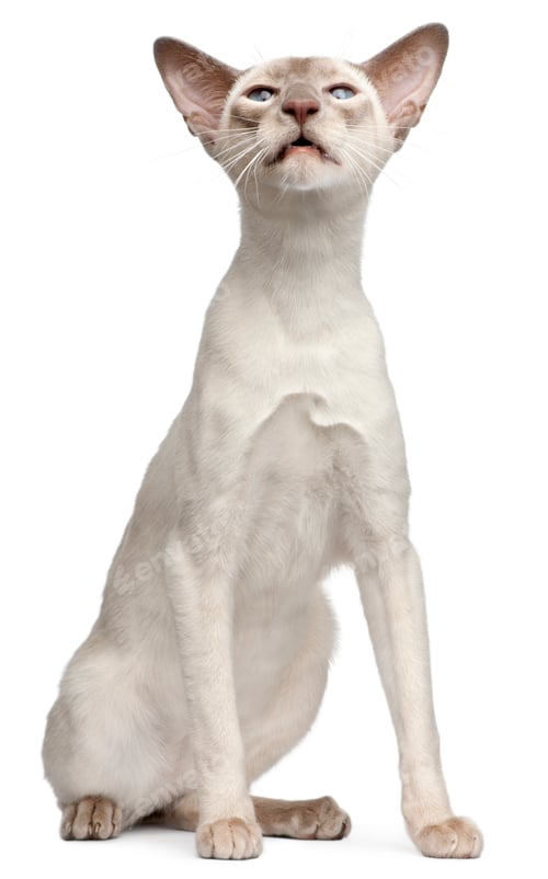 Preview: Lilac point Siamese cat, 10 months old, sitting in front of white background