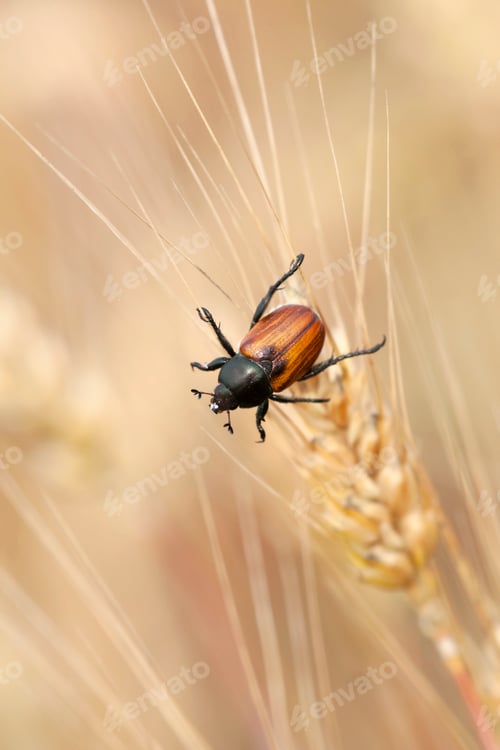 Preview: Wheat grain beetle bug sitting on a grain