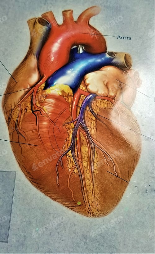 Preview: Human Heart! World Heart Day September 29.