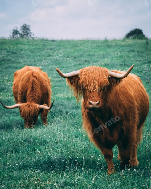 Preview: Highland cattle grazing in the field.