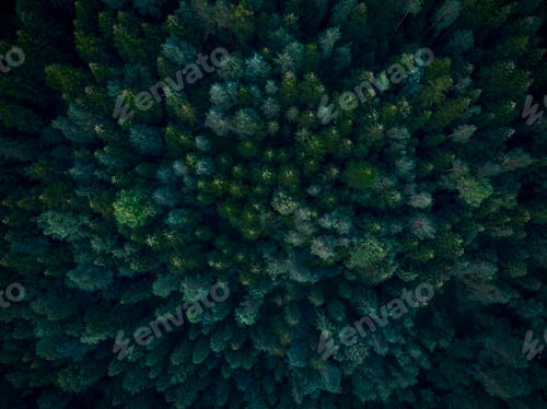 Preview: Top down aerial view over dense forest trees