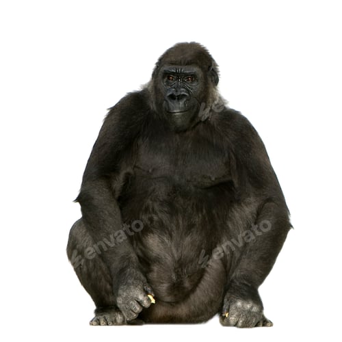 Preview: Young Silverback Gorilla