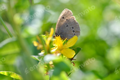 Preview: Butterfly