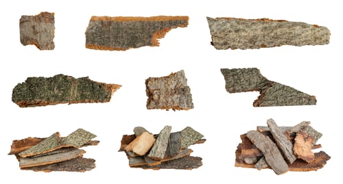 Preview: brown beech bark with visible details