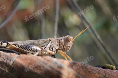 Preview: Close-up of a grasshopper perched on branches