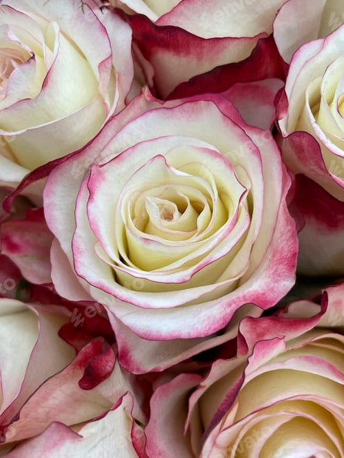 Preview: Roses
