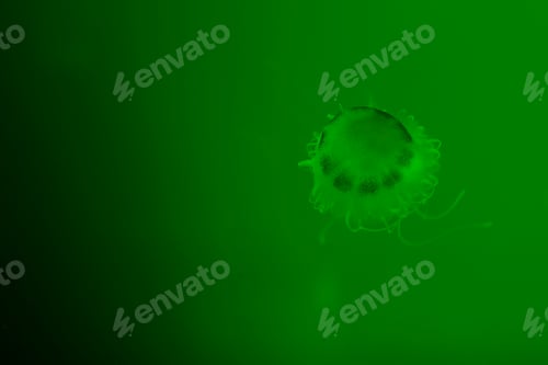 Preview: Jellyfish with tentacles on green background