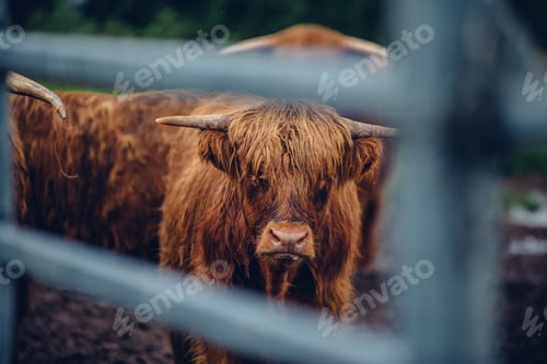 Preview: Closeup shot of a brown bull walking with the herd behind the fence