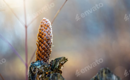 Preview: Of a frosted pine cone on a tree stump with a soft, blurred background