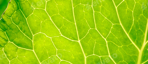 Preview: Green leaf close up. Veins on plant macro.