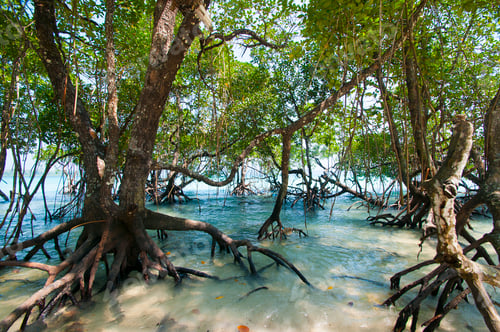 Preview: Beautiful tree on Havelock Island Beach.