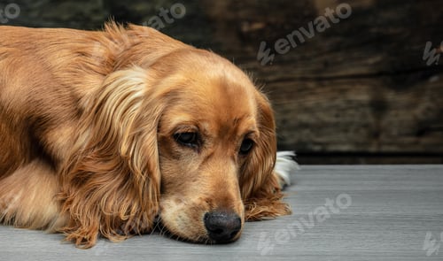 Preview: Cocker Spaniel Puppy laying down on a dark background, Long banner format