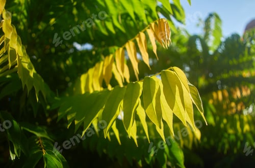 Preview: Color Transition in Leaves During Sunlit Day