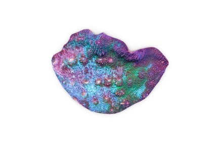 Preview: Vibrant Chalice Coral: LPS Reef Specimen