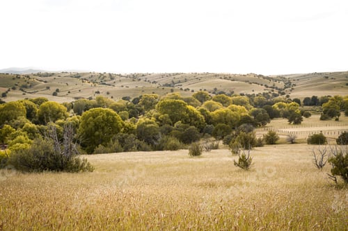 Preview: Hilly autumn landscape in the semi desert of Chihuahua Mexico