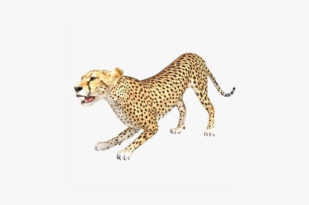 Preview: Cheetah in ambulatory stance, lateral view