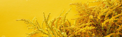 Preview: panoramic shot of goldenrod bunch isolated on yellow