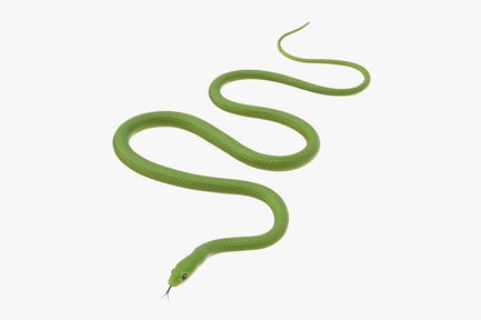 Preview: Smooth Green Snake