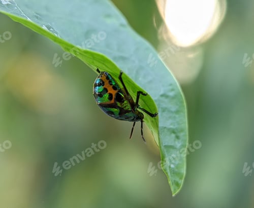 Preview: Jewel bugs or metallic shield bug