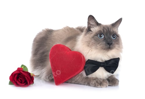 Preview: siberian cat in studio