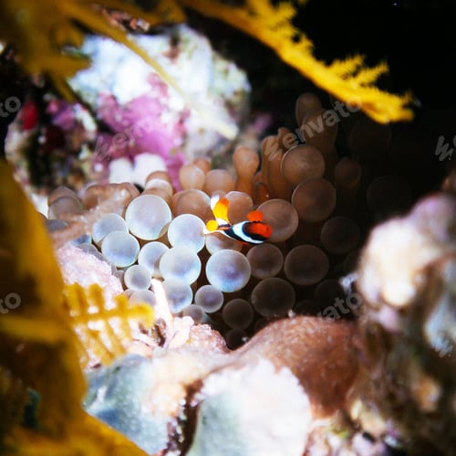 Preview: Clownfish Swimming near Anemone on Coral Reef
