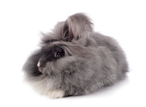 Preview: English Angora rabbit
