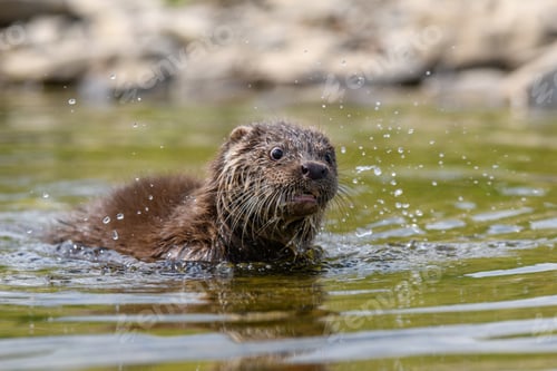 Preview: Lutra in nature habitat. Portrait of water predator