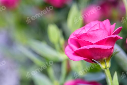 Preview: Beautiful Lisianthus Flowers in the garden