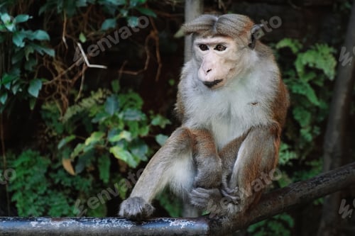 Preview: Macaque sinica toque. Wild monkey sitting in rainforest in Sri Lanka