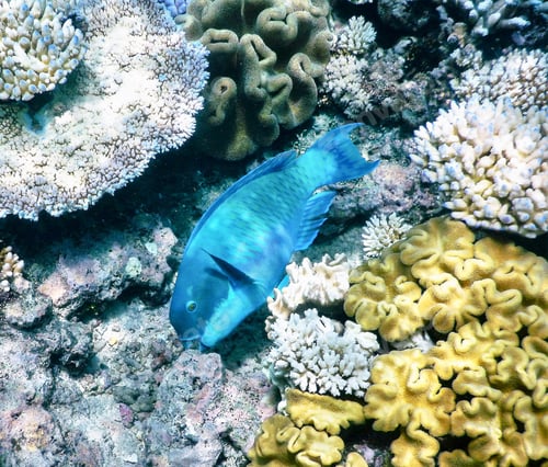Preview: Colorful sea life underwater, shallow underwater seascape