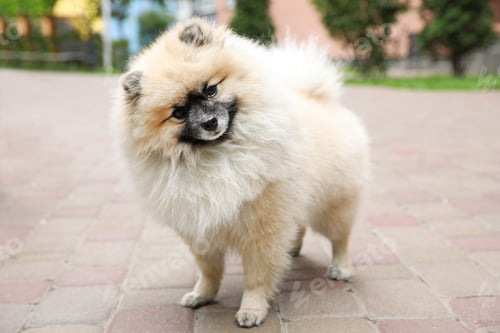Preview: Adorable Pomeranian spitz dog on sidewalk outdoors