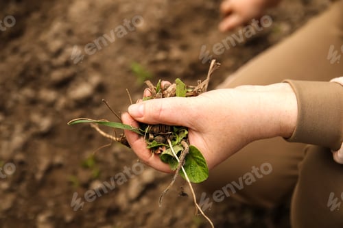 Preview: Close up of a female hand removing a weed. Young woman hands removing and hand-pulling. Spring garde