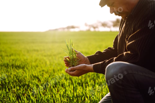 Preview: Farmer check his crop plant in the field. Farmer examining young wheat crop plant in agricultural.