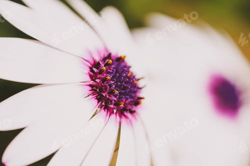 Preview: Macro background natural photography with a beautiful daisy with vivid colors